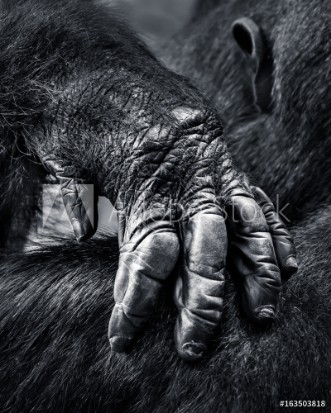 Picture of Gorilla Hand